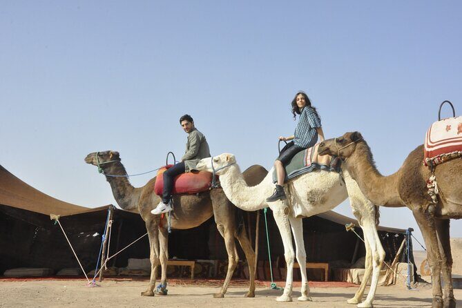 Marrakech: Camel ride in the palm grove - Why This Tour Works Well