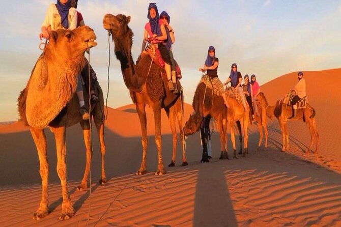 Marrakech Camel Ride - What to Expect and Consider