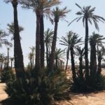 Marrakech Grove Palm Buggy Tour - Deep Dive into the Itinerary