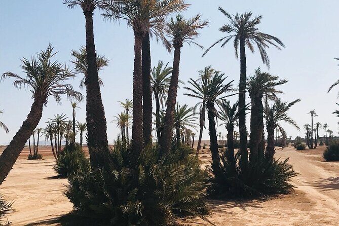 Marrakech Grove Palm Buggy Tour - Deep Dive into the Itinerary