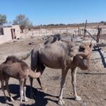 Marrakech - Merzouga desert - Marrakech 3 days 2 nights - Who Should Consider This Tour?