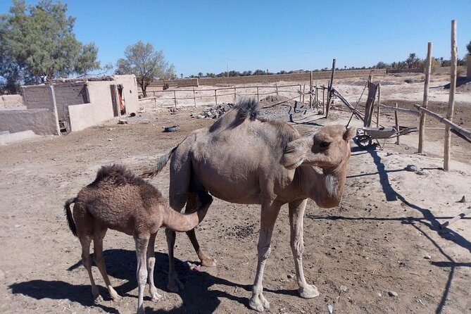 Marrakech - Merzouga desert - Marrakech 3 days 2 nights - Who Should Consider This Tour?