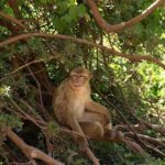 Marrakech: Ouzoud Waterfalls Guided Day Trip with Boat Ride - Final Thoughts