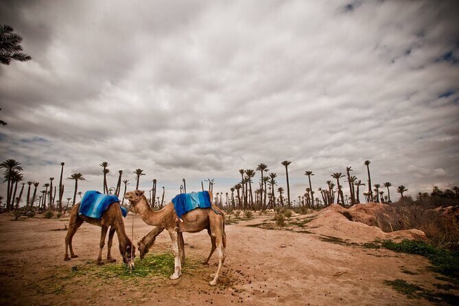 Marrakech Palm Grove Camel Ride with Tea-Break - Value and Practical Tips