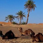 Marrakech Sahara Tours & Day Trips - Who Is This Tour Best For?