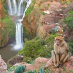 Marrakech to Ouzoud Waterfalls Day Trip with Local Guide & Boat - Wildlife Encounters and Bird-Watching