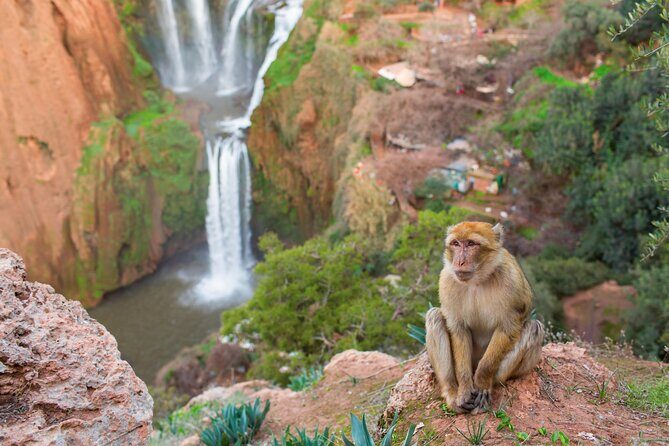Marrakech to Ouzoud Waterfalls Day Trip with Local Guide & Boat - Wildlife Encounters and Bird-Watching