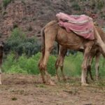 Marrakesh day trip with camel ride from Casablanca - Final Thoughts