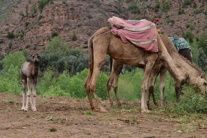 Marrakesh day trip with camel ride from Casablanca - Final Thoughts