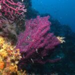 Marsa Alam: Snorkeling at Abu Dabab Beach - Pricing and Value Considerations