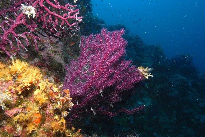 Marsa Alam: Snorkeling at Abu Dabab Beach - Pricing and Value Considerations