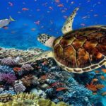 Marsa Mubarak Boat Trip with Dugongs and Turtles in Marsa Alam - Authentic Experiences and Real-World Insights