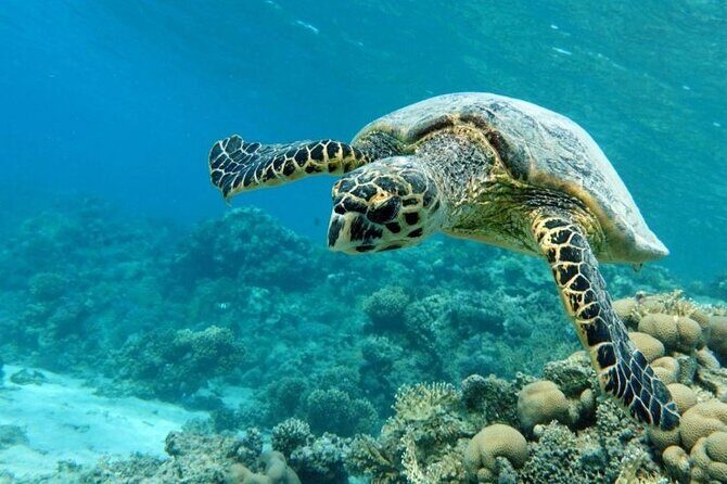 Marsa Mubarak Sea Snorkeling Boat Trip From Marsa Alam - Why the Tour Offers Good Value
