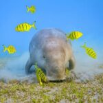 Marsa Mubarak Snorkeling Sea Trip & Transfer & Lunch  Marsa Alam - Snorkeling at Marsa Mubarak: Marine Life and Underwater Highlights