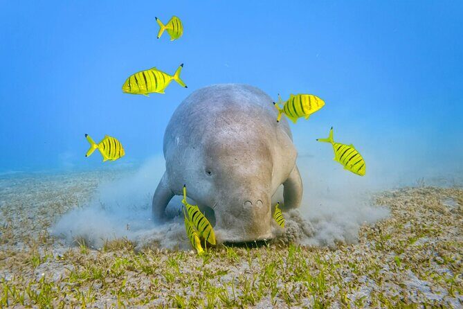 Marsa Mubarak Snorkeling Sea Trip & Transfer & Lunch  Marsa Alam - Snorkeling at Marsa Mubarak: Marine Life and Underwater Highlights