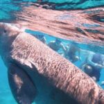 Marsa Mubarak snorkeling with dugong and turtles - marsaalam - Who Will Love This Tour