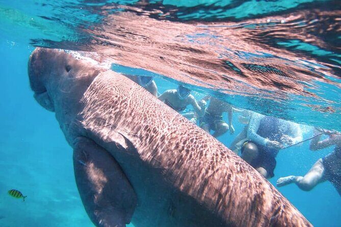 Marsa Mubarak snorkeling with dugong and turtles - marsaalam - Who Will Love This Tour