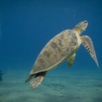 Marsa Mubarak Snorkeling with Dugongs & Turtles From Marsa Alam - Detailed Itinerary Breakdown