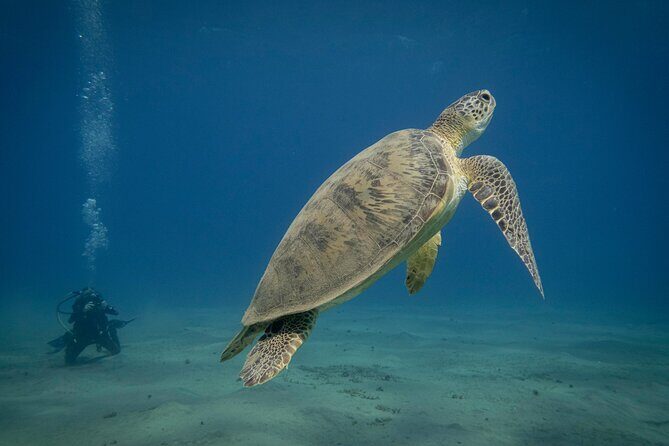Marsa Mubarak Snorkeling with Dugongs & Turtles From Marsa Alam - Detailed Itinerary Breakdown