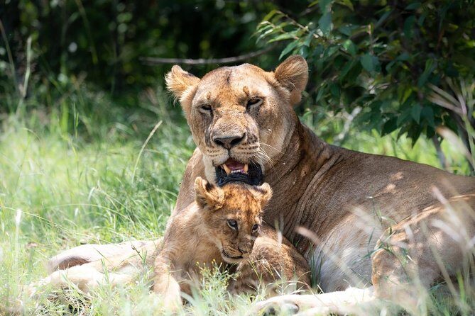 Masai Mara 3 Day Safari | Private 4WD Jeep Tour - A Closer Look at the 3-Day Maasai Mara Safari