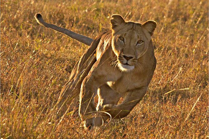 Masai Mara 3 Days Luxury Tented Safari - Practical Considerations