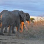 Masai Mara classic safari with optional Masai Village - Authentic Reviews and Insights from Past Travelers