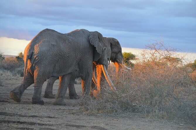 Masai Mara classic safari with optional Masai Village - Authentic Reviews and Insights from Past Travelers