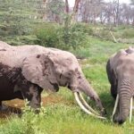 Masai Mara Full Day Tour from Nairobi, Naivasha or Nakuru - What Makes This Tour Stand Out?