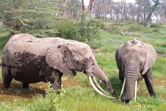 Masai Mara Full Day Tour from Nairobi, Naivasha or Nakuru - What Makes This Tour Stand Out?