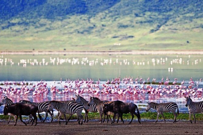 Masai Mara Game Reserve Safari Tour, 4 Days 3 Nights - Transportation and Accommodations