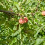 Maspalomas & Las Palmas: Artenara, Tamadaba & cider tasting - Transport, Guides, and Group Size