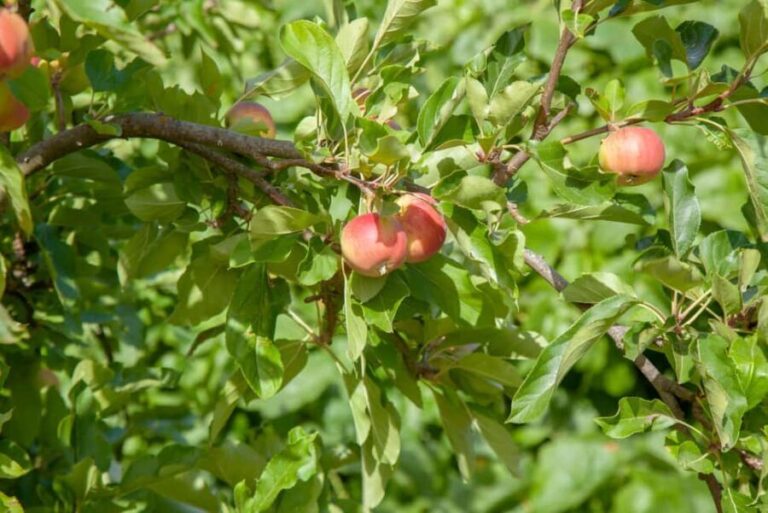 Maspalomas & Las Palmas: Artenara, Tamadaba & cider tasting - Transport, Guides, and Group Size