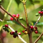 Materuni Thundering Waterfalls,Coffee Experience with Moshi Town Tour - Who Should Book This Tour?