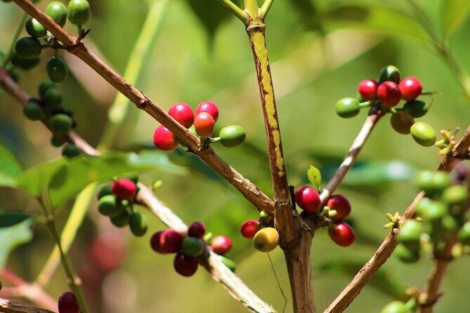 Materuni Thundering Waterfalls,Coffee Experience with Moshi Town Tour - Who Should Book This Tour?