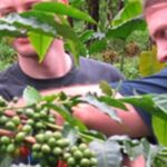Materuni waterfall and Coffee tour - Who This Tour Is Best For
