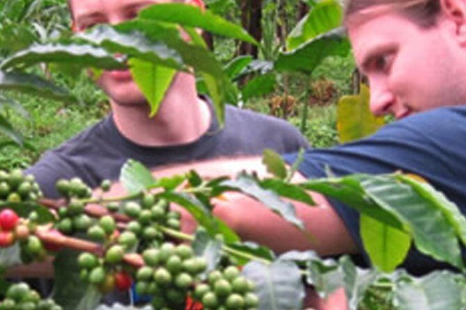 Materuni waterfall and Coffee tour - Who This Tour Is Best For