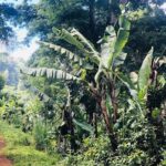 Materuni Waterfalls and Coffee Tour - Dive Into the Experience: What to Expect