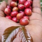 Materuni Waterfalls, Kikuletwa Chemka Hot springs, Coffee tour - Who Should Consider This Tour?