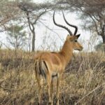 Matobo Rhino Encounter - Why This Tour Offers Great Value