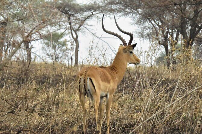 Matobo Rhino Encounter - Why This Tour Offers Great Value