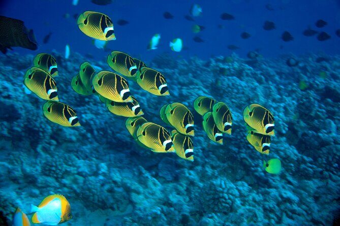 Maui Beach Shoreline Snorkel - What Makes This Shoreline Snorkel Special?