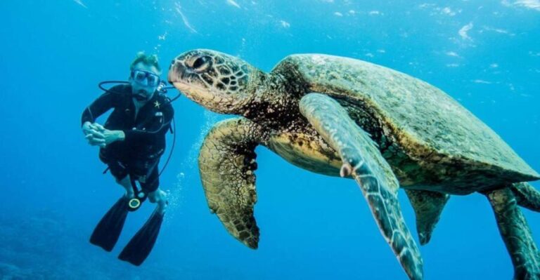 Maui: Beginner Discovery Scuba Dive Excursion from Lahaina - What to Expect from Your Maui Beginner Scuba Adventure