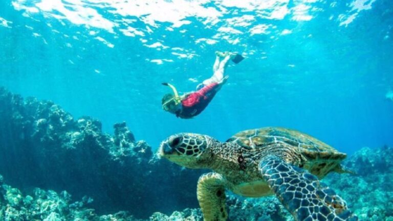Maui: Kaanapali Beach 5-hr Snorkel w/ BBQ Lunch & Open Bar - Practical Details and Value