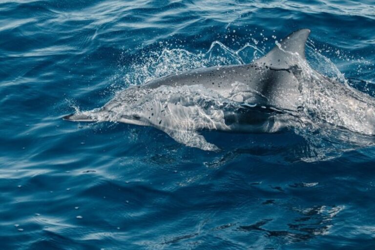 Maui: Kaanapali Dolphin Watching Boat Trip with Lunch - Value for Money and Practical Tips