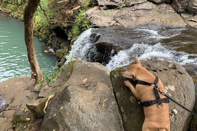 Maui Magical Waterfall and Jungle Tour: Road to Hana - Authentic Experiences and Local Flavor