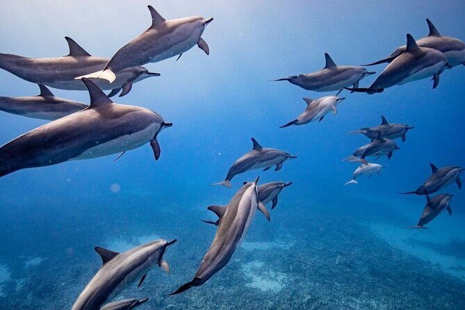 Maui to Lanai Semi-Private Eco Raft Snorkel & Dolphin Tour - The Highlights in Detail