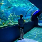 Mauritius Odysseo Oceanarium in Port Louis - The Itinerary Breakdown