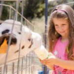 Menorca: Guided visit to the Subaida cheese factory, - The Experience in Detail
