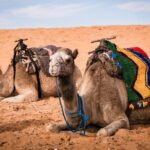 Merzouga 3-Days Desert Tour from Marrakech - Day Two: Dunes, Oases, and Desert Arrival