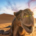 Merzouga Desert 3 Days 2 Nights Tour From Marrakech - Authentic Experiences and Reviewer Insights